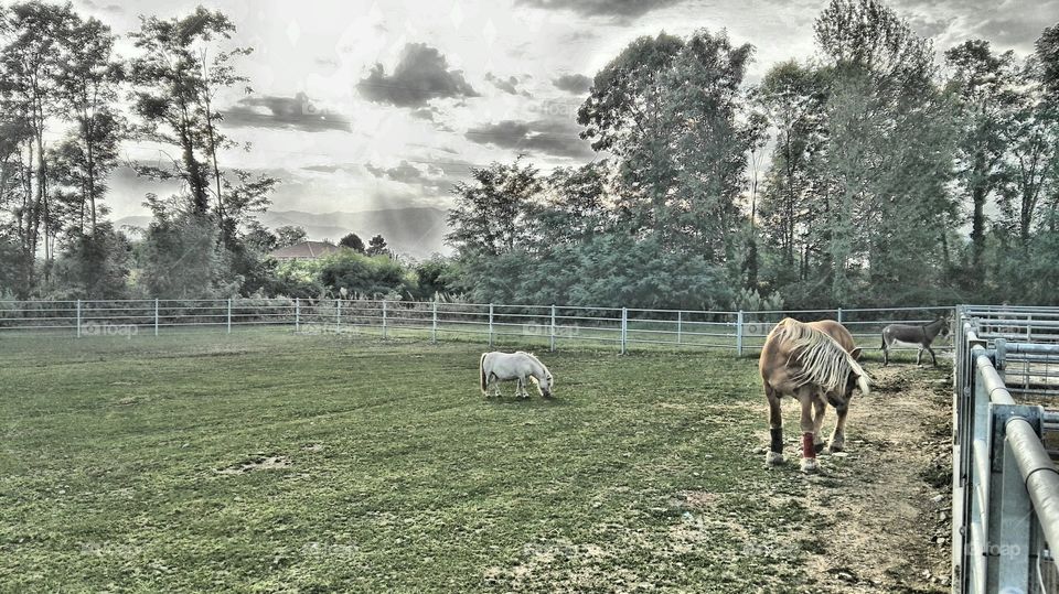 HDR horses