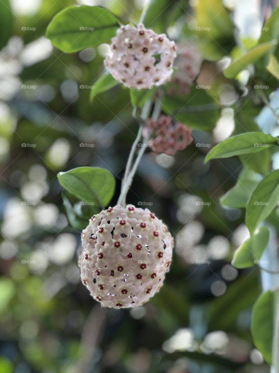 Hoya hanging plant in bloom