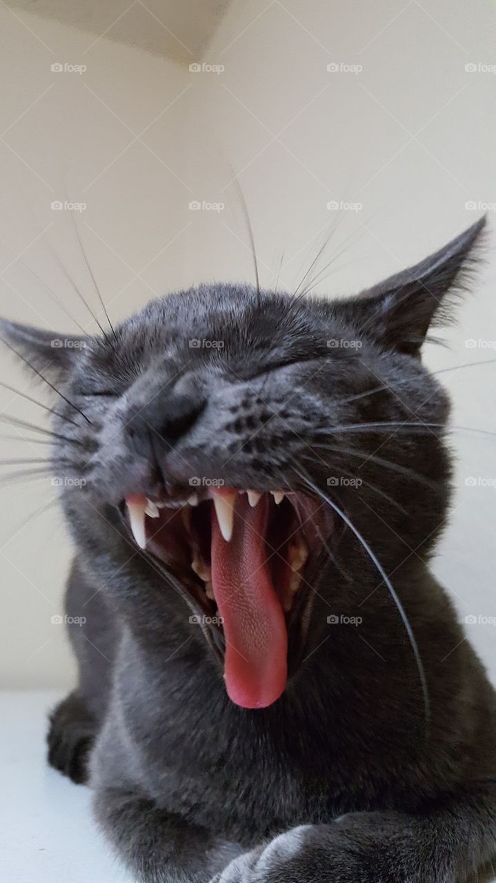 gray cat yawning