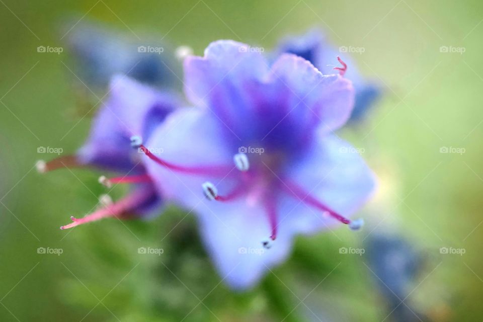 Blue flower