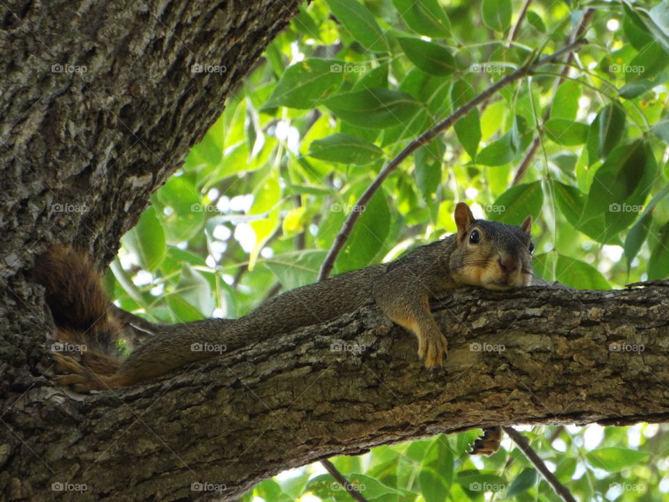 squirrel  resting in a tree