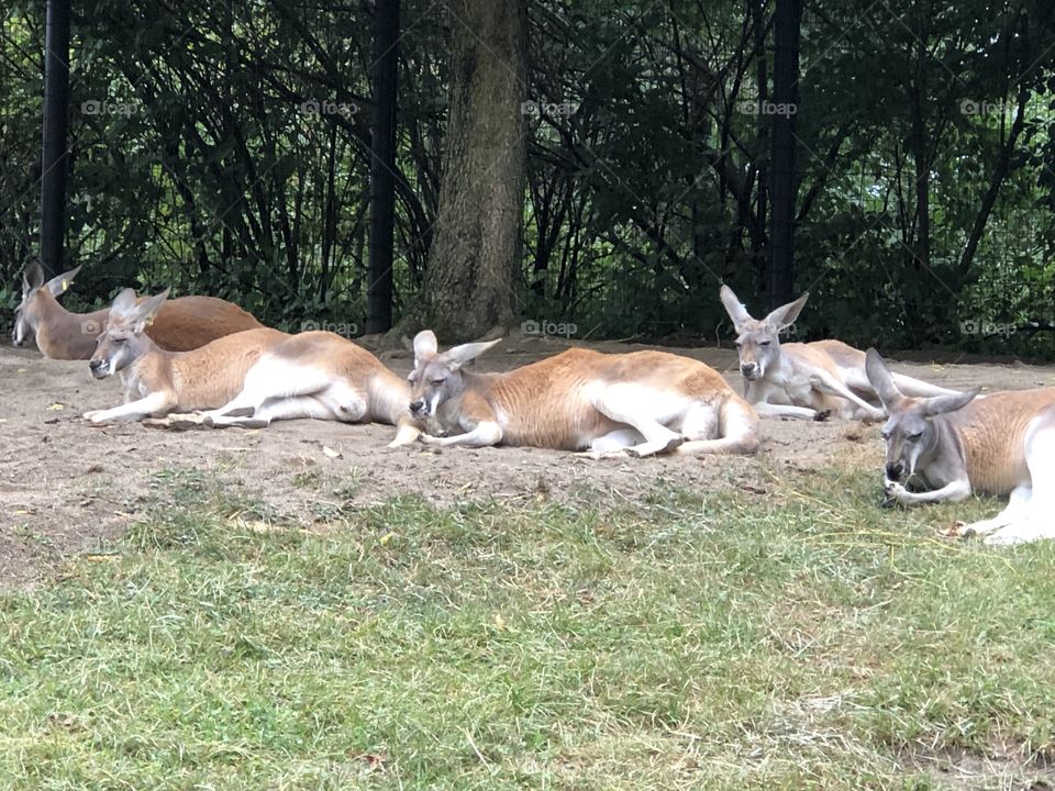 Kangaroos Hanging Out