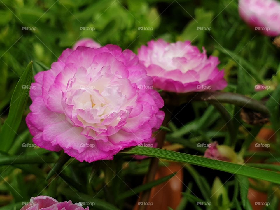 beautiful flowers in my garden