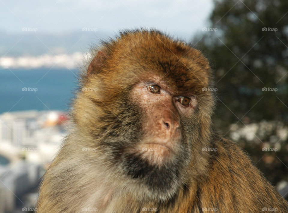 Gibraltar Barbary Ape