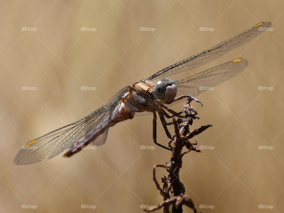 Dragonfly sitting on a dry plant 