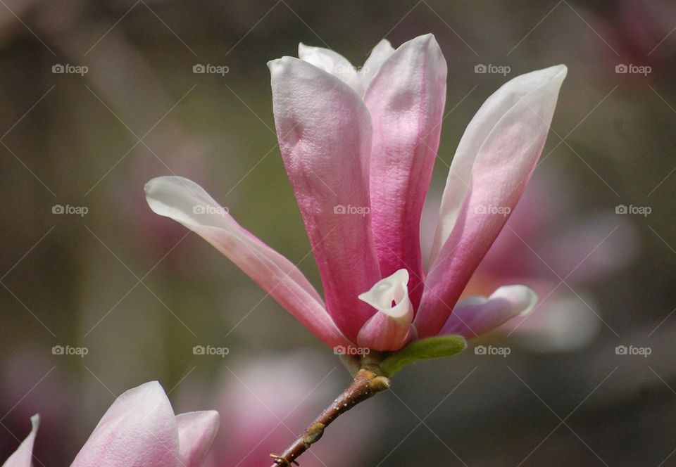 Magnolia love