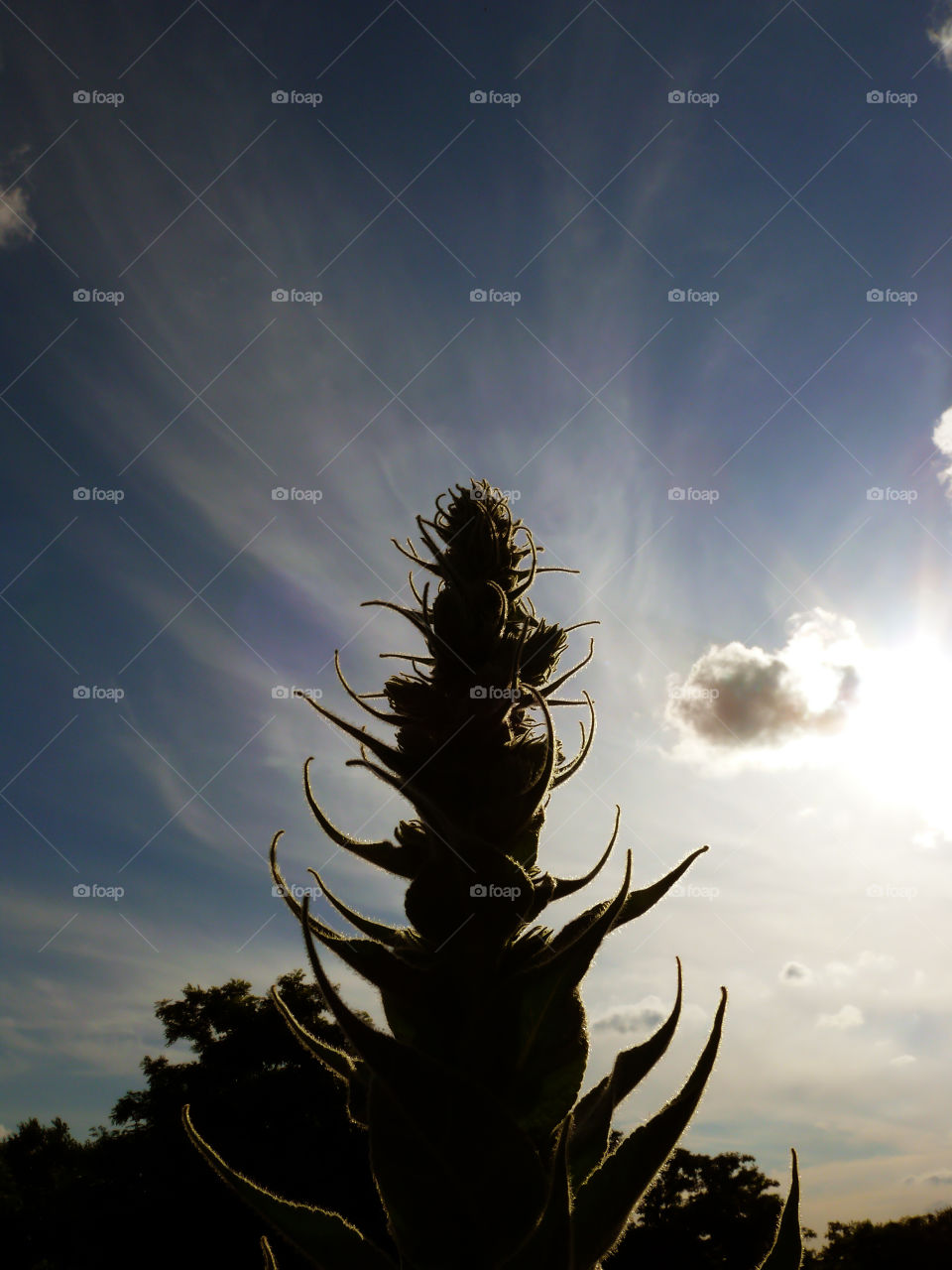Low angle view of silhouette of plant growing against cloudy sky in Berlin, Germany.