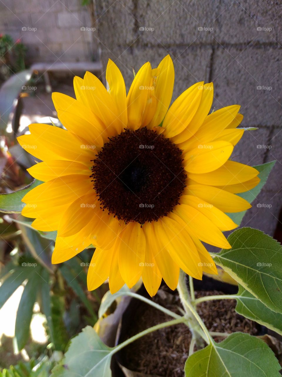 The Happy Sunflower