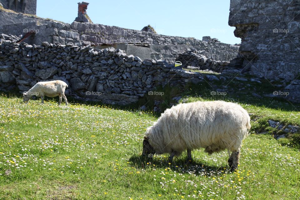 Sheep grazing  in the meadow
