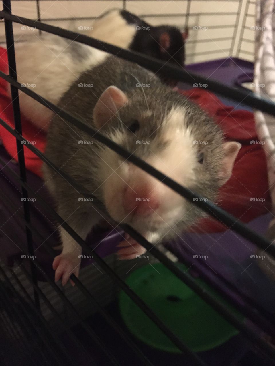 rest in peace Reggie the rat 11/07/2016