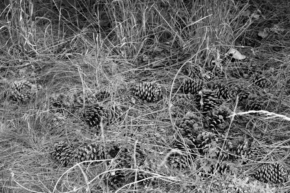 pinecones