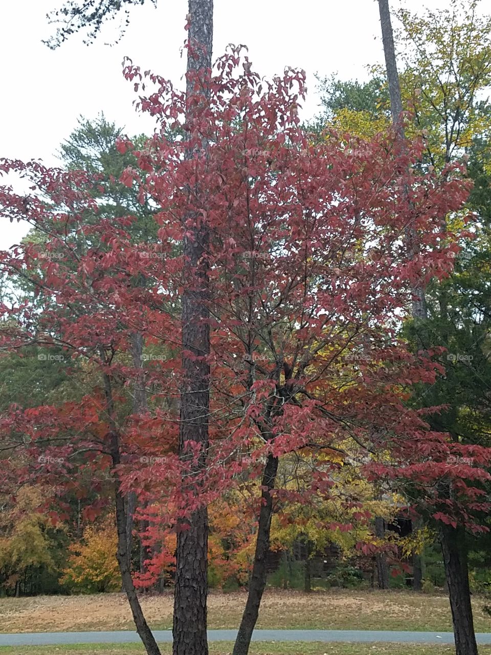 the many colors of fall