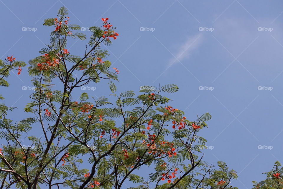 fire tree, beautiful, spring, outdoor