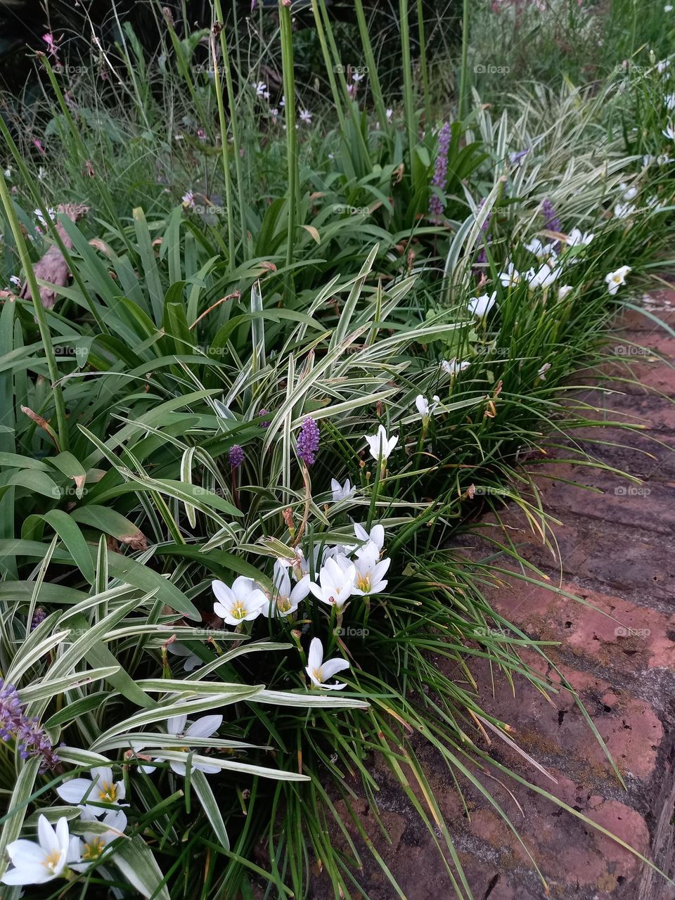 A row of flowers in the garden