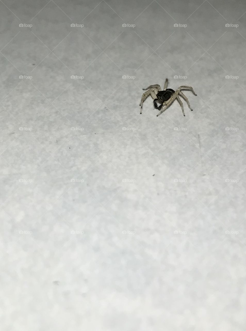 A spider, I named Dread, that is 1/4in. tiny and what science calls a Dimorphic jumper. You’ll have to zoom in to meet him because when I cropped it the picture was to small to add.  👍🏻