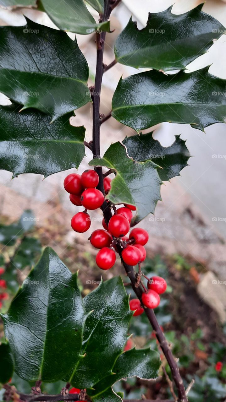 winter garden in December - red  holly berries