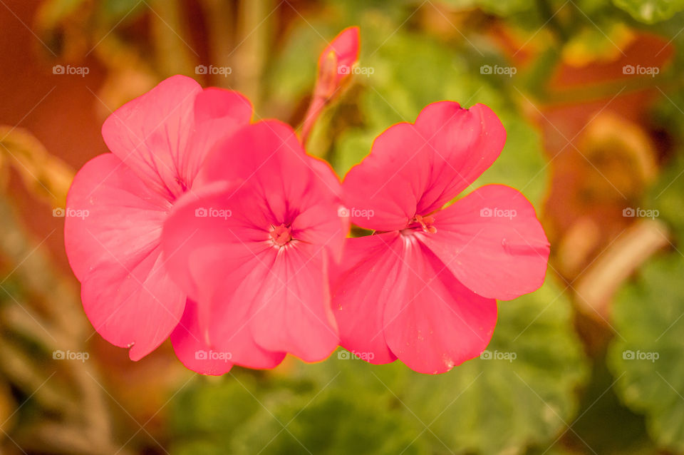 Branches of red flower and buds