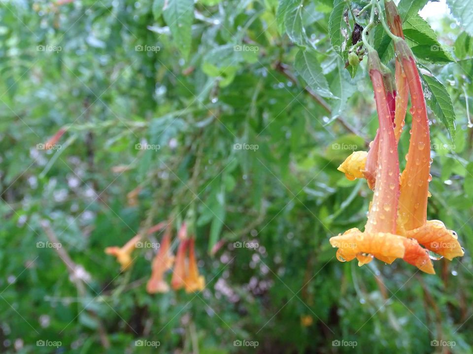 Orange Trumpet Flowers