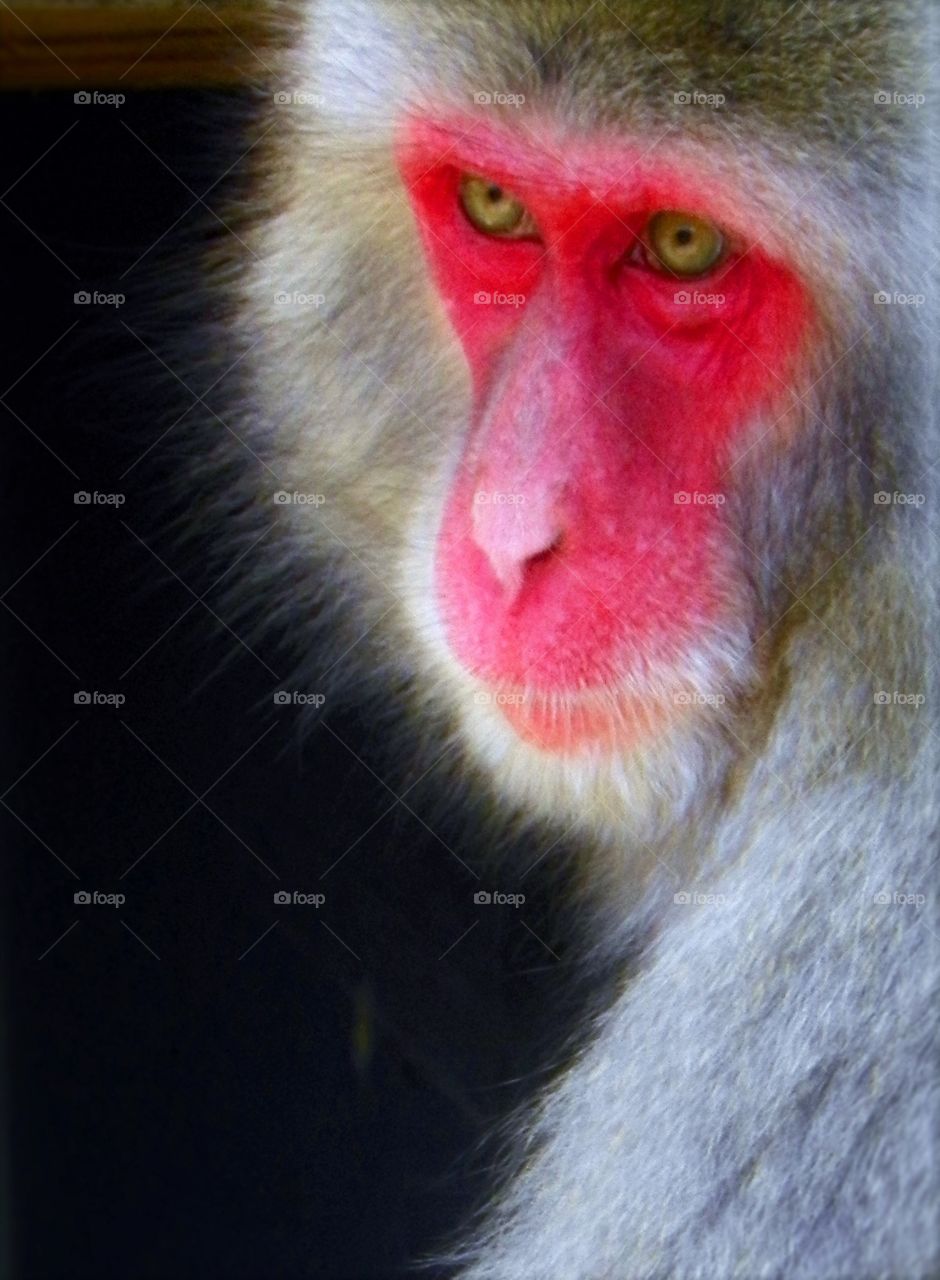 Red-Faced Baboon