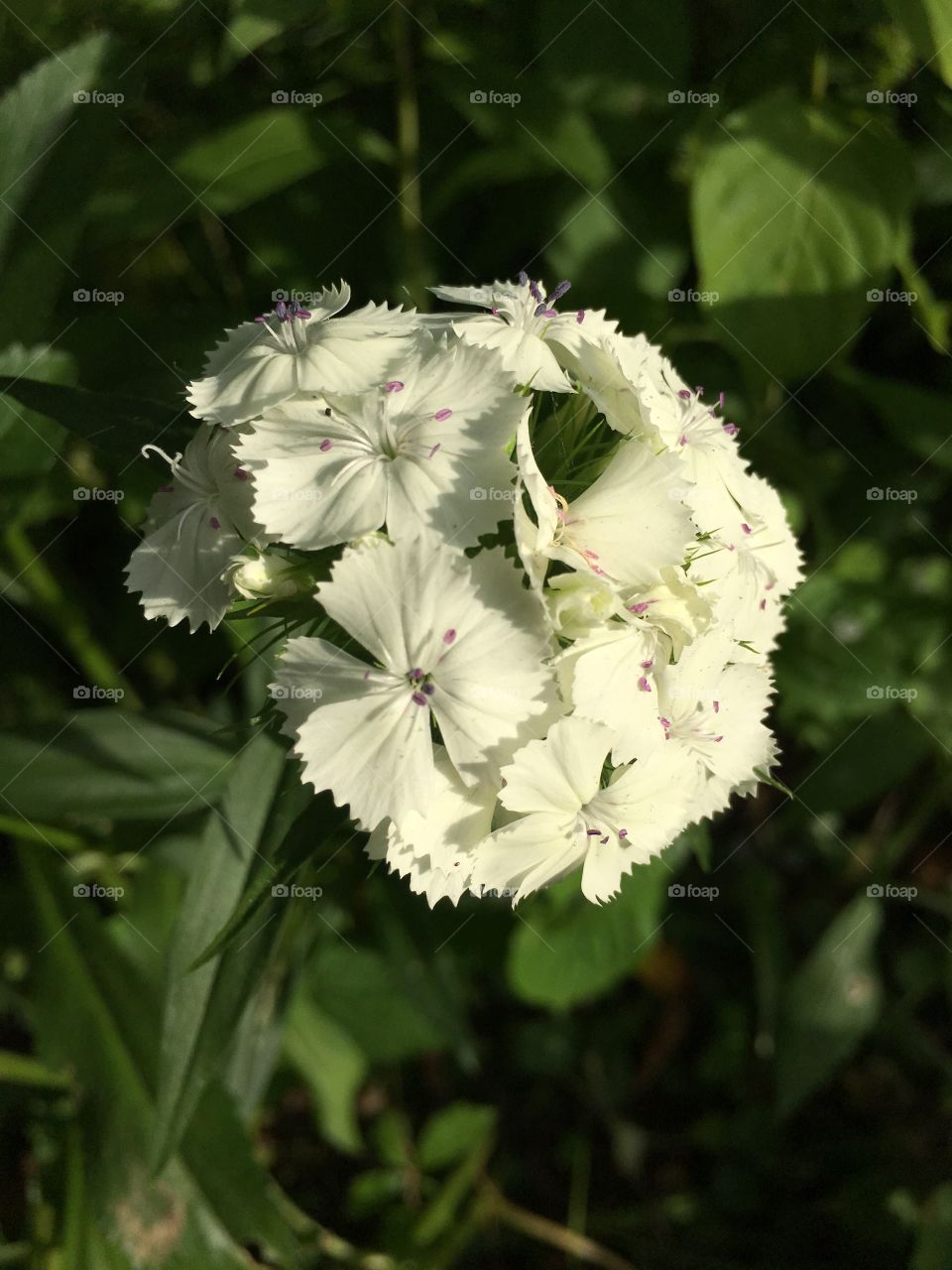 White flower