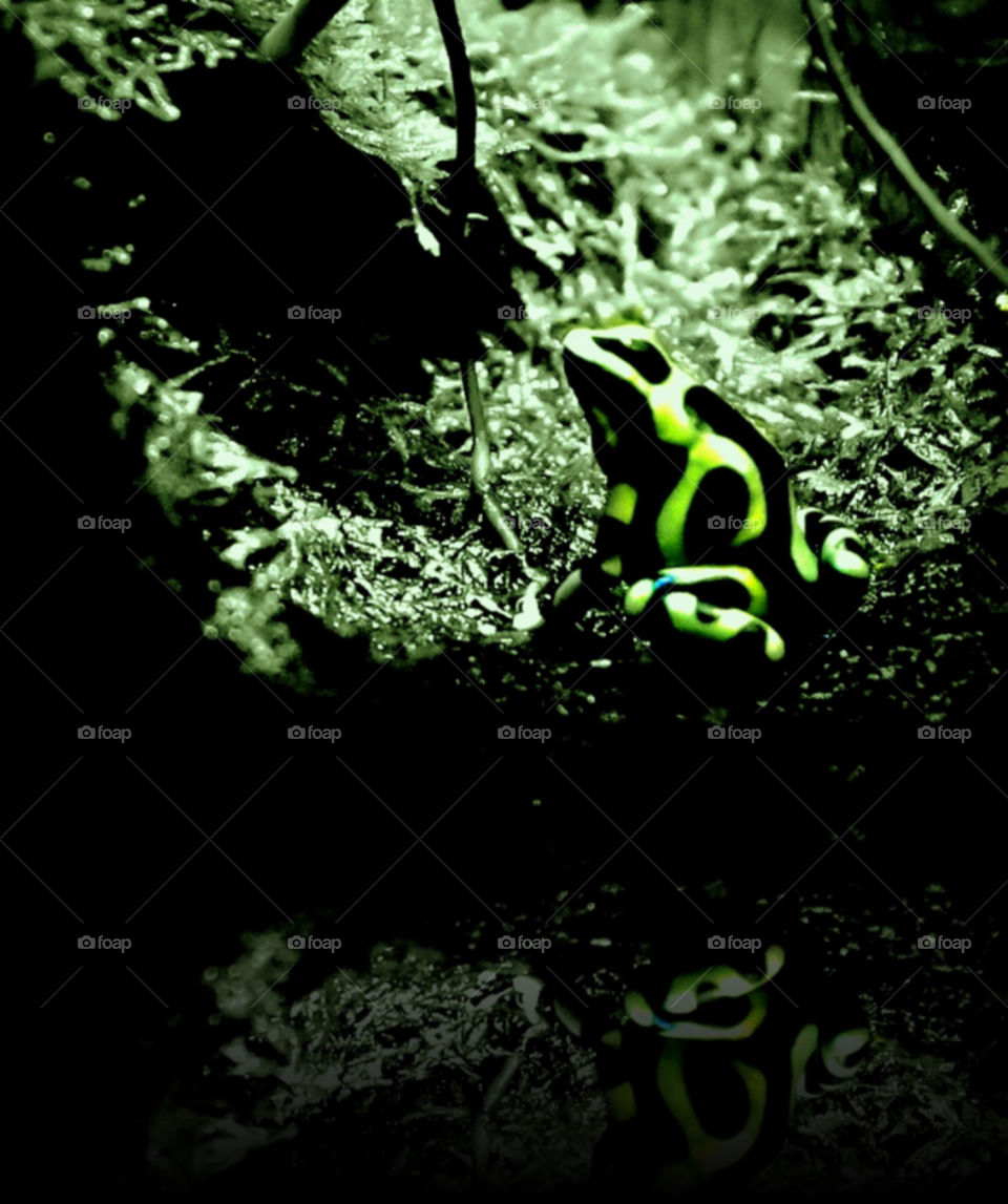 Poison dart frog and reflection