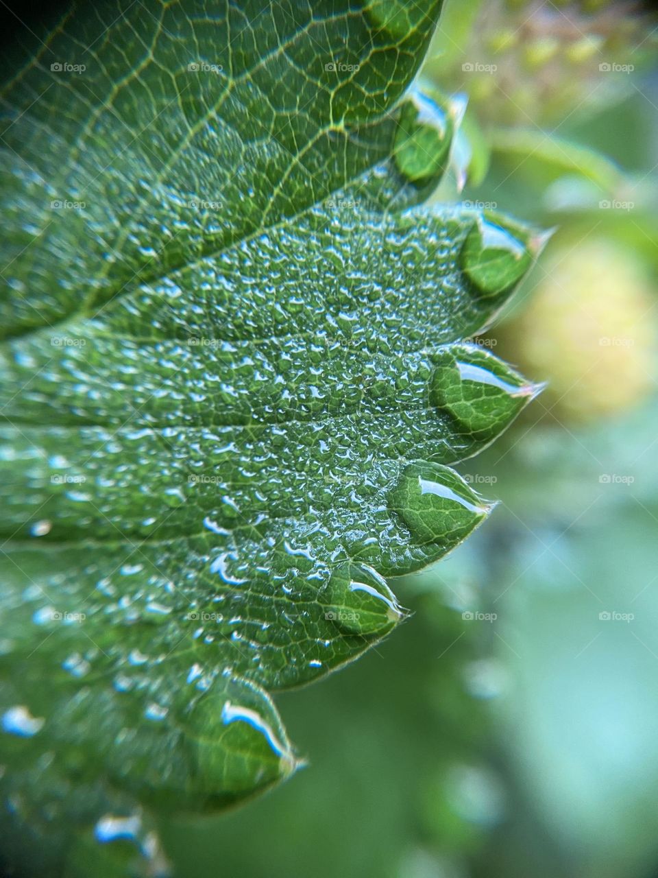Drops