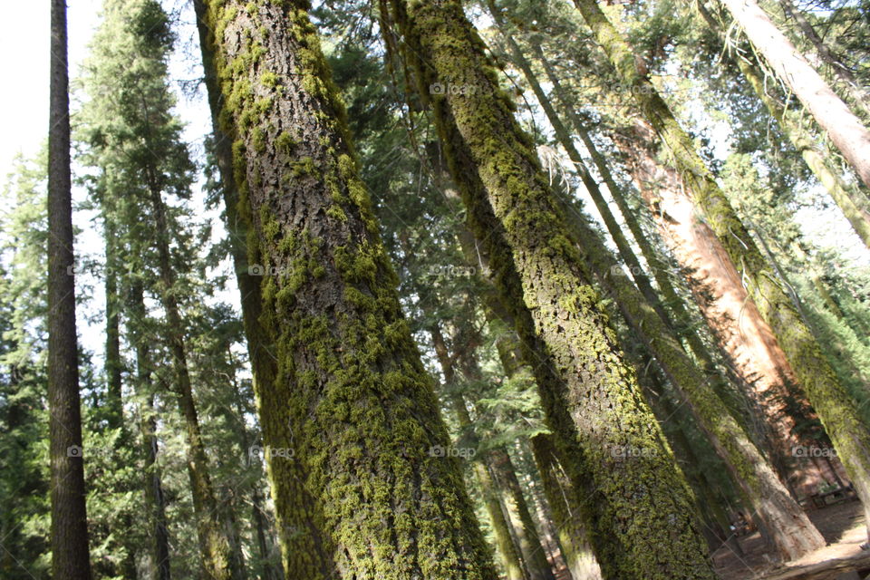 Sequoia Trees on an angle. California. May 2009.