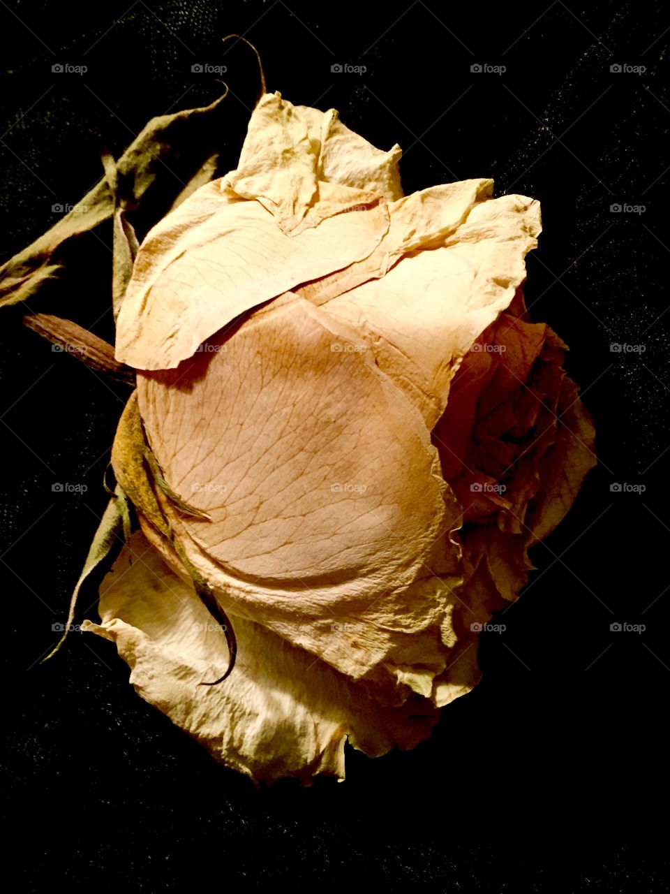 A pressed yellow rose.