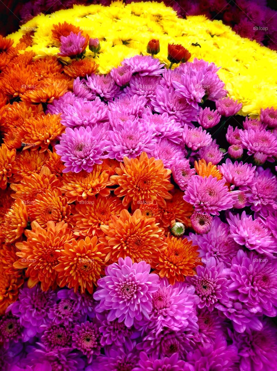 Mums. A colourful bunch of flowers.