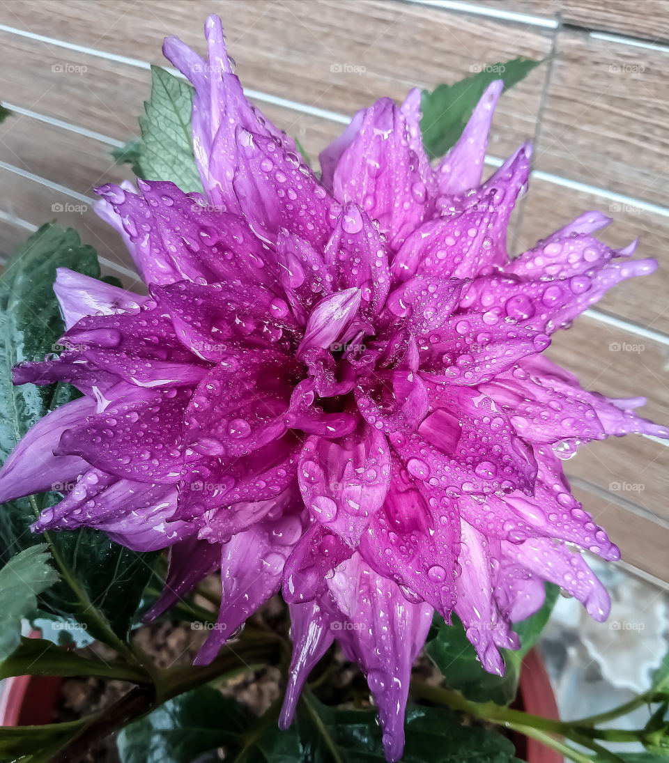 Dahlia Flower with Water Drops. Every Dahlia Flower has its own symbolic meaning and significance. There are more than 50 variety of dahlia. Other common name of Dahlia are Aztec Dahlia, Garden Dahlia, Pinnate Dahlia and Georgina etc.