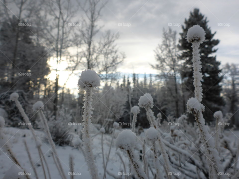 Frosty morning