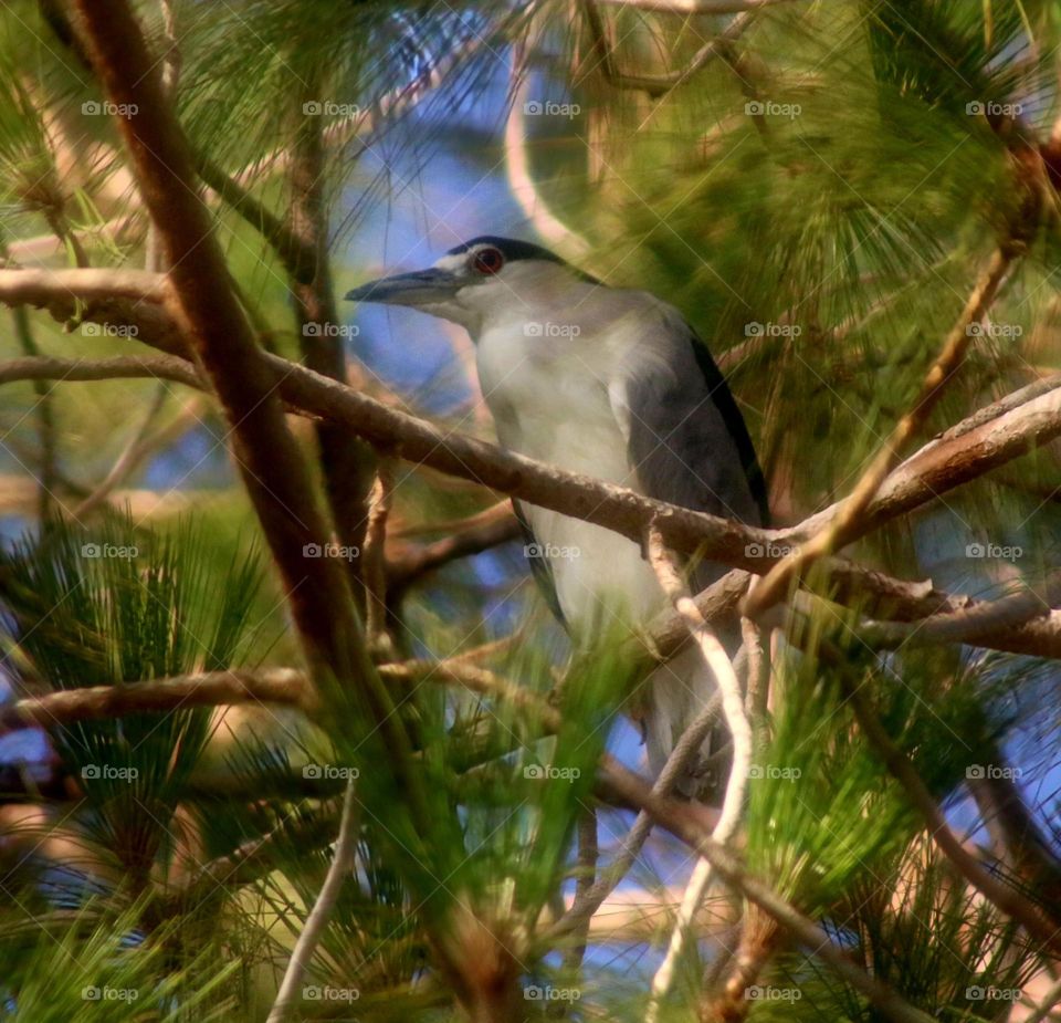 Heron Perched in Pine Tree