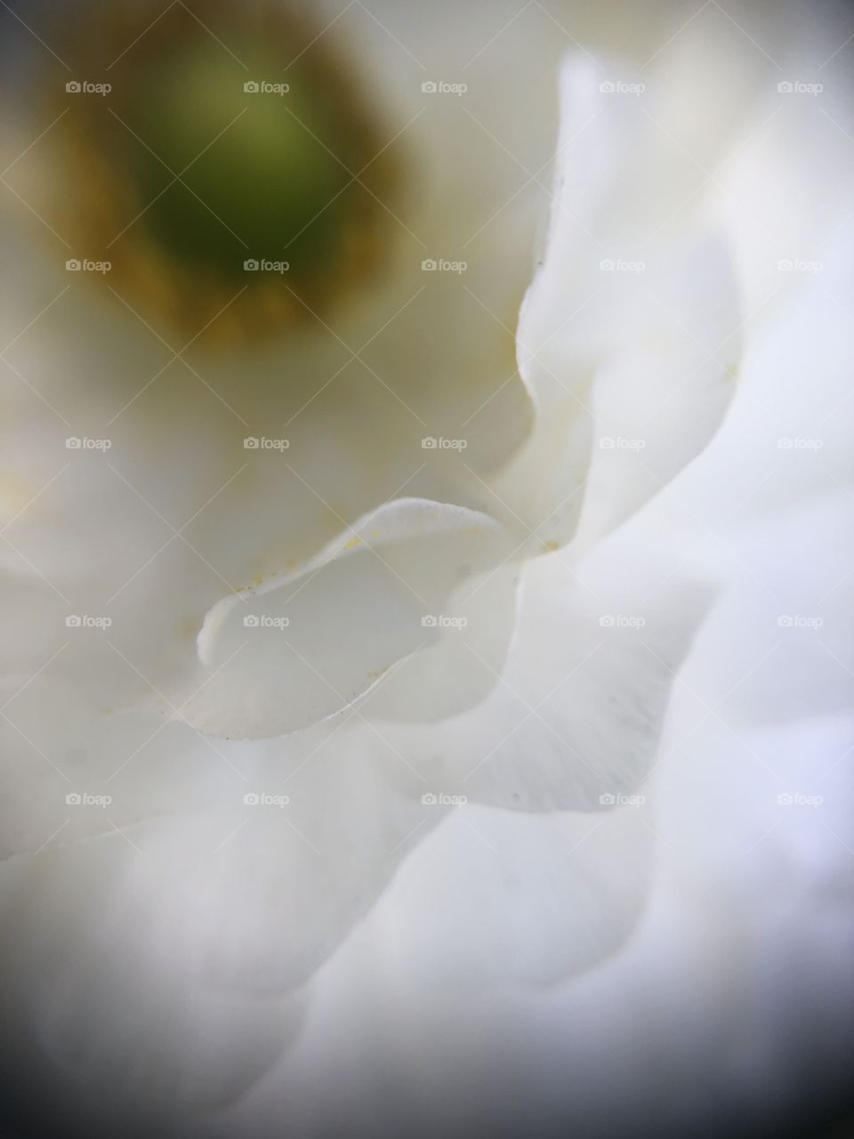 Delicate white flower 