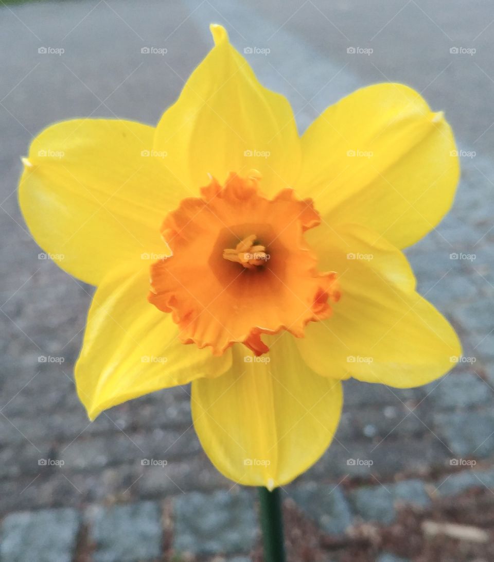 Blumen narzisse Osterglocke Blume gelb