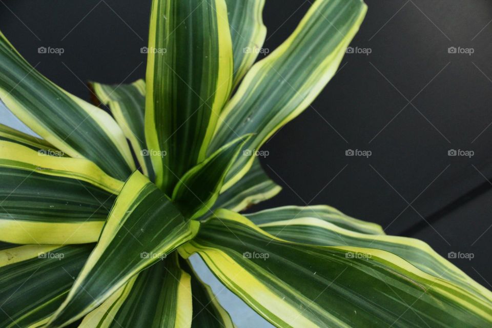This striking close-up photo captures the beauty of a dracaena plant with its distinctive patterned leaves and deep green color set against a dark background. The intricate details of the leaves are showcased in this stunning image.