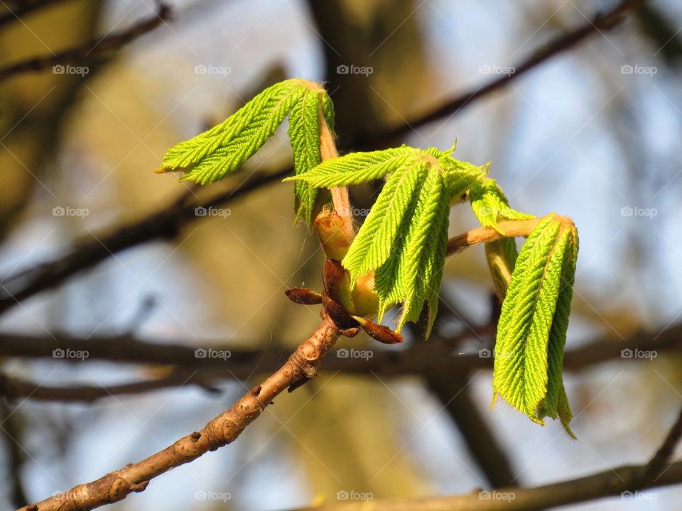 Spring