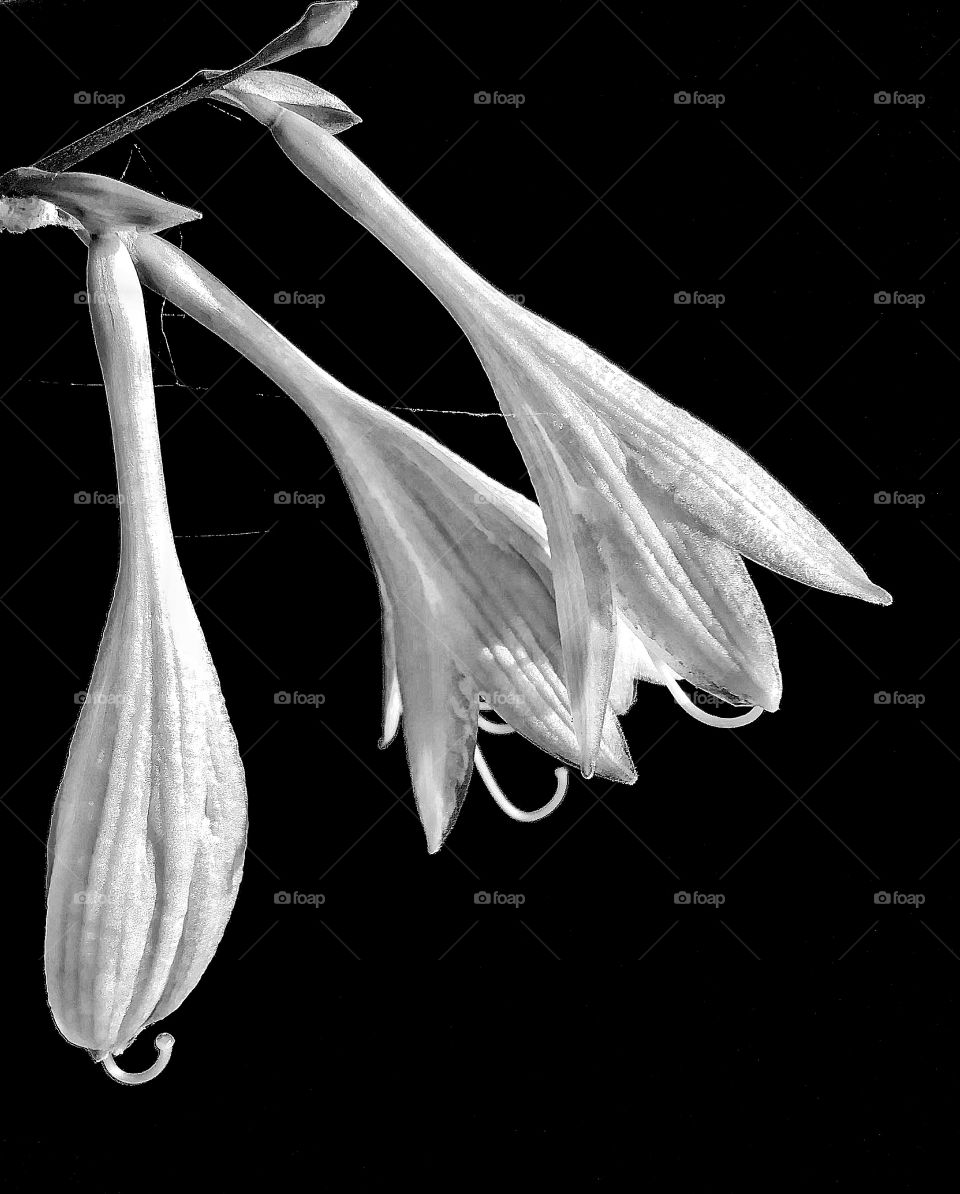 Hosta flower 2