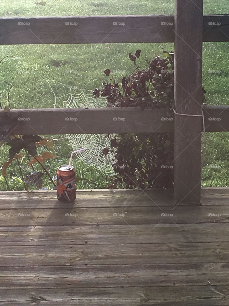 Just a spiderweb and some root beer