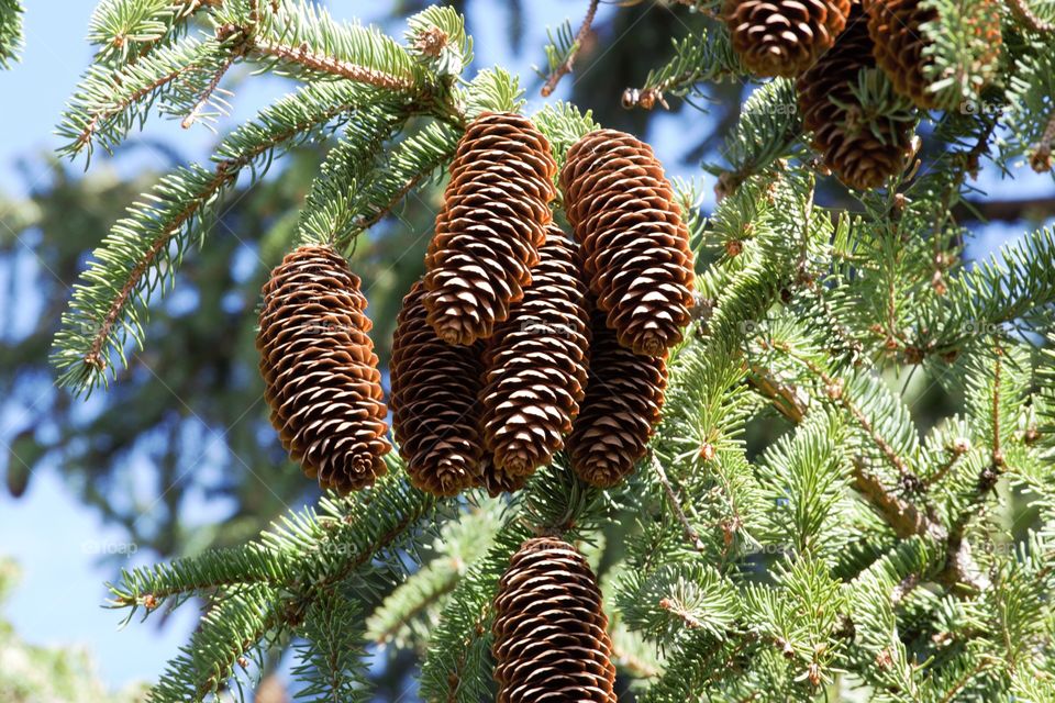 spring pine cones