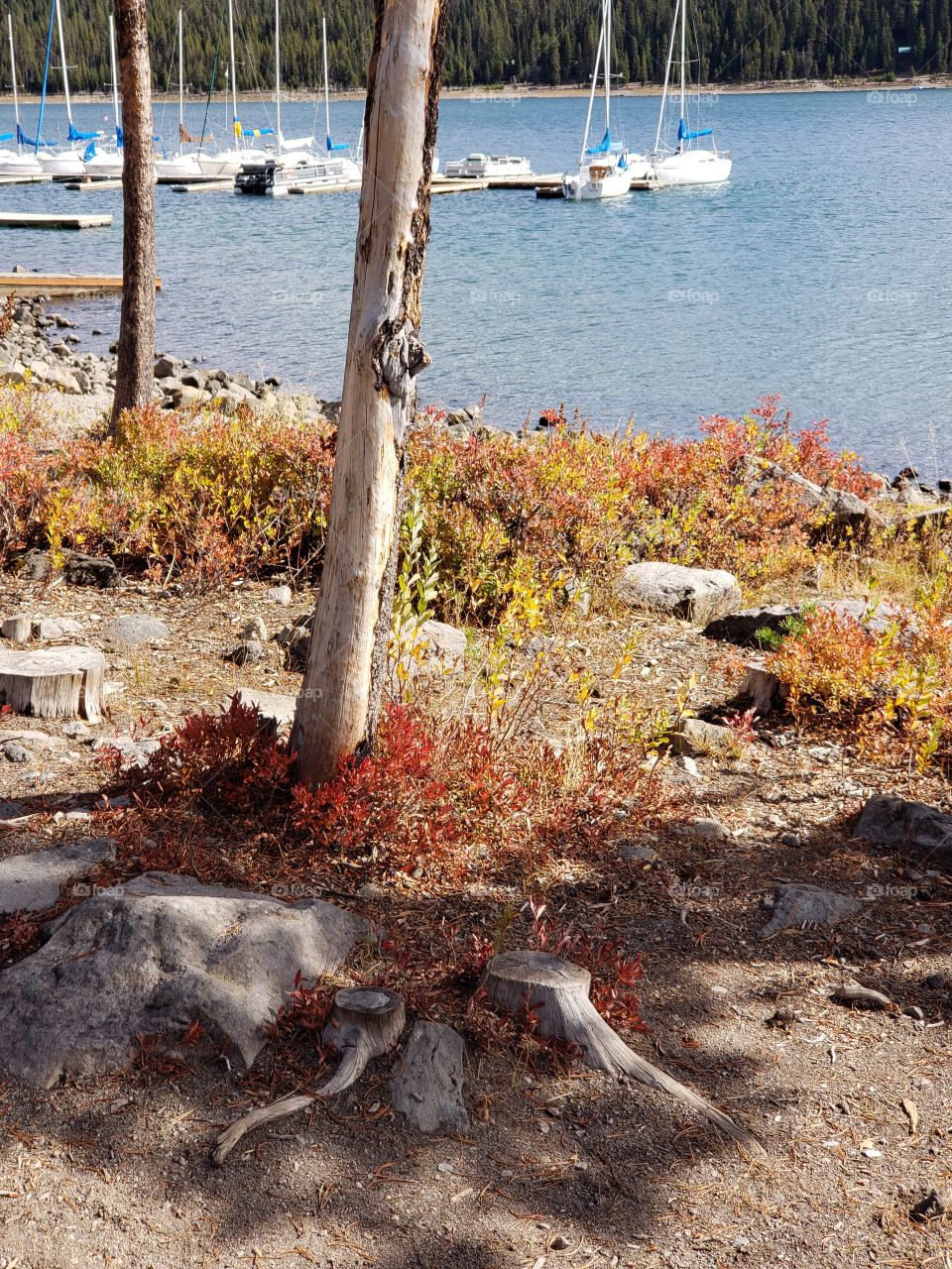 Brilliant fall colors of a landscape on the shores of Elk Lake in Oregon’s Cascade Mountains