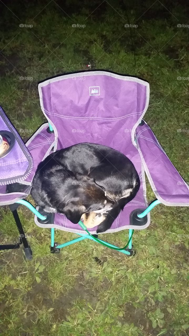 camping dog