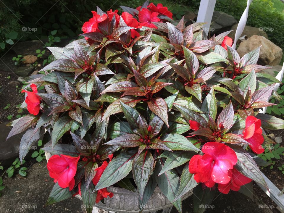 Beautiful impatiens