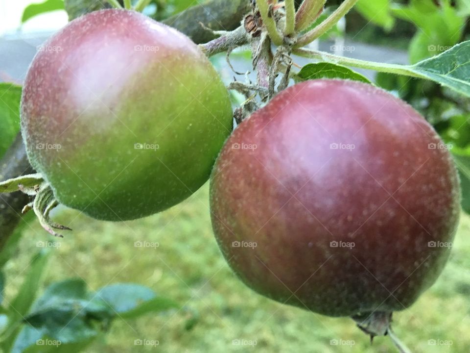 Apples