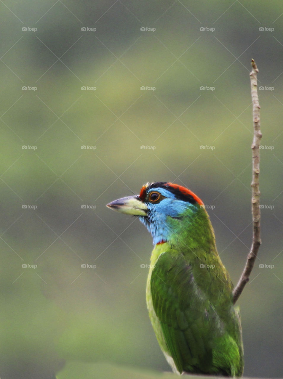 It's a blue throated barbet a common bird in Bd.