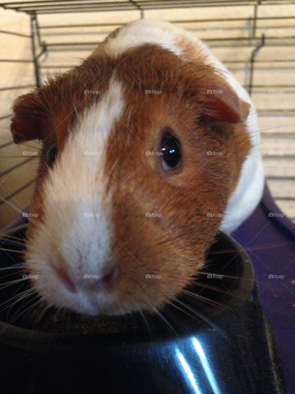 Watcha lookin' at?. Guinea pig