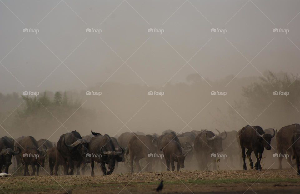 A herd of buffalo emerging from the dust 