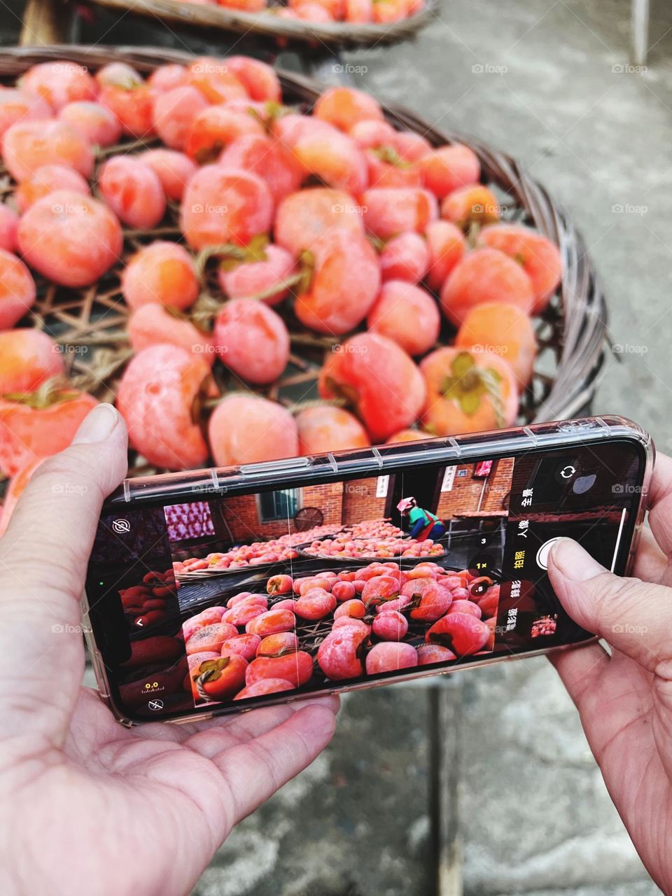 Taking pictures of the dry persimmon process
