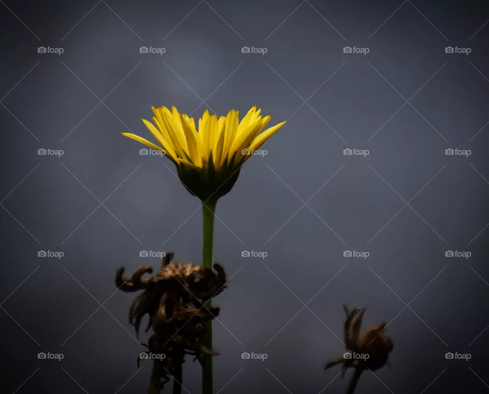 solo flower