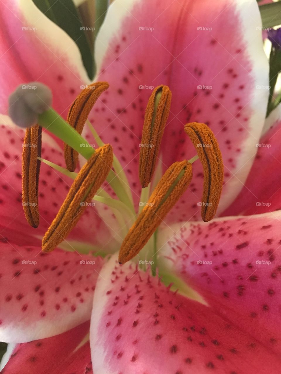 Stargazer lily 