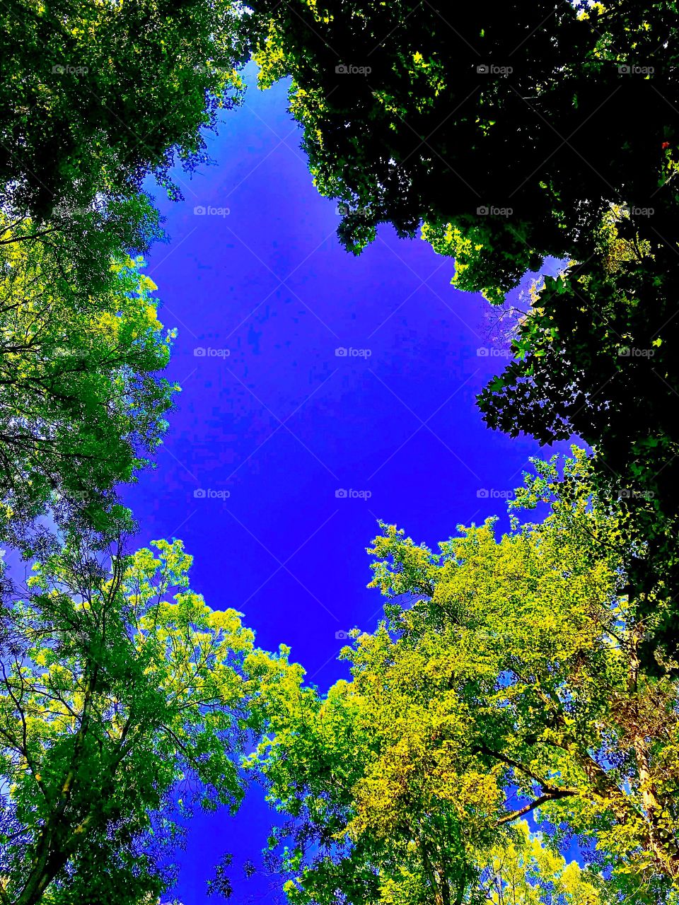 blue sky among the trees